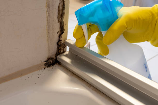 Best Residential Mold Remediation in Pikeville, KY